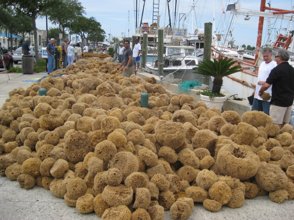 Sea Sponge Haul